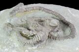 Crinoid (Agaricocrinus) Fossil - Crawfordsville, Indiana #99934-2